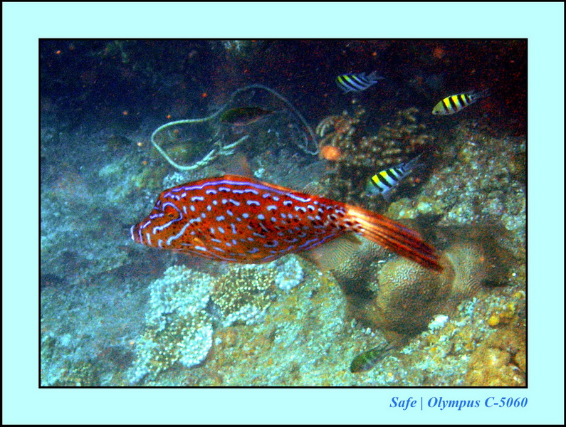 2005 - 08 - Redang  - 146.JPG